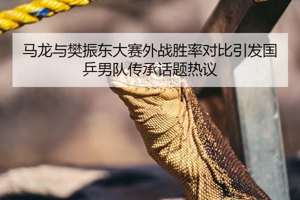 马龙与樊振东大赛外战胜率对比引发国乒男队传承话题热议