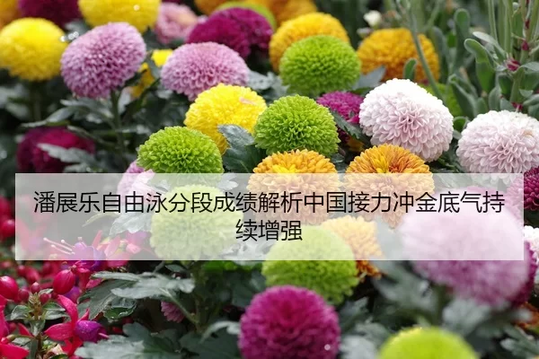 潘展乐自由泳分段成绩解析中国接力冲金底气持续增强
